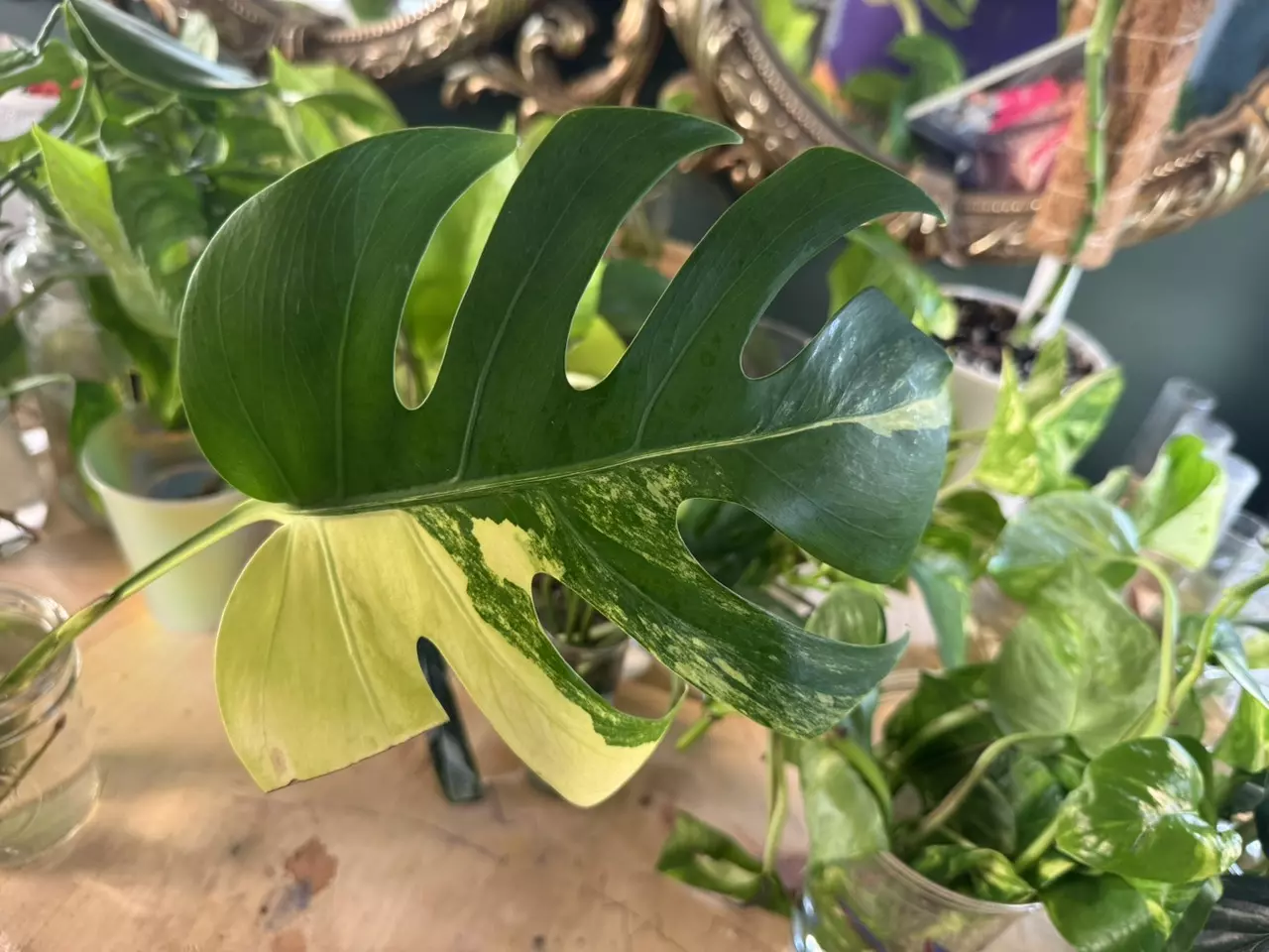 plant/Monstera Aurea B. MID CUT - long aerial root-0