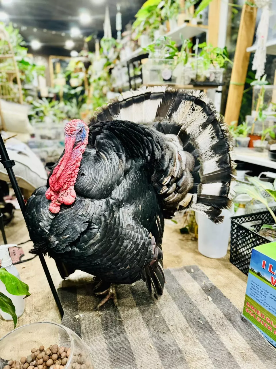 heat_pack/2 Day Shipping upgrade-0