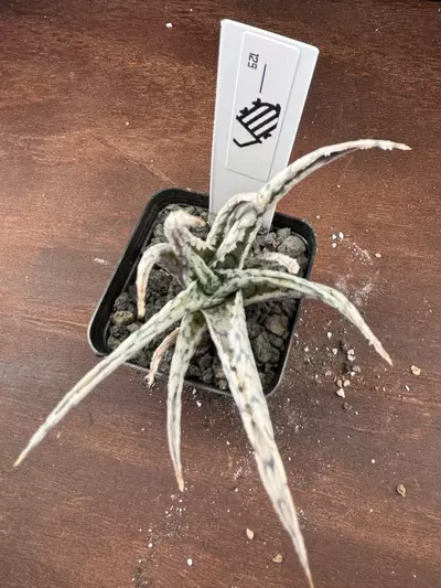 shipping_upgrade/Blizzard Aloe-0-thumbnail