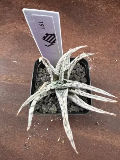 shipping_upgrade/Blizzard Aloe-4-thumbnail