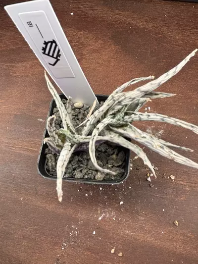 shipping_upgrade/Blizzard Aloe-3-thumbnail