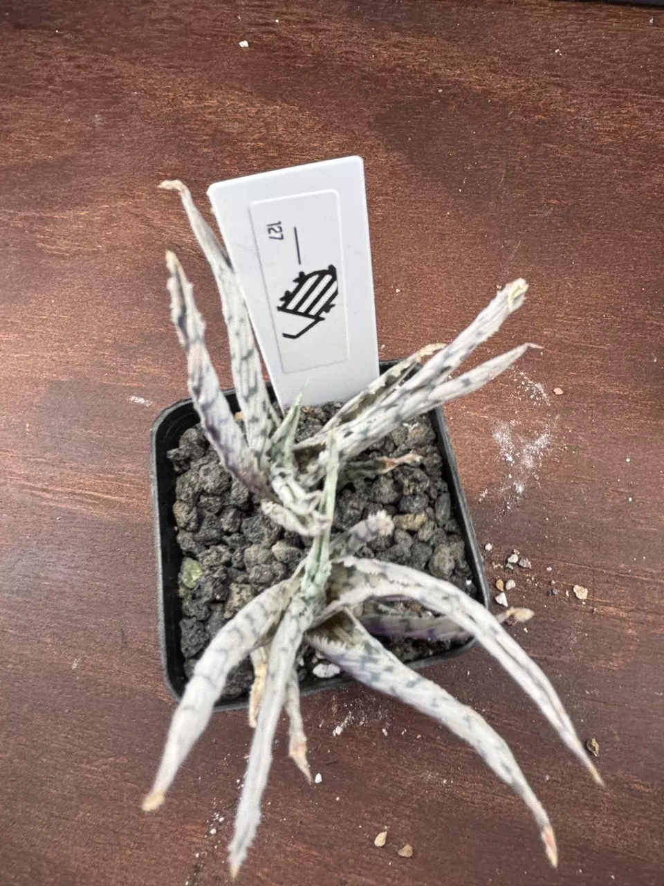 shipping_upgrade/Blizzard Aloe-1