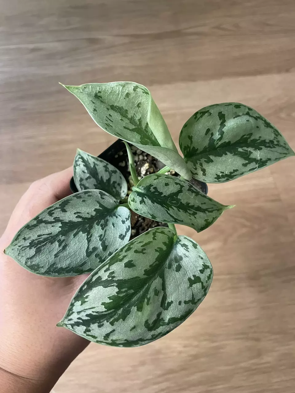 plant/Scindapsus Silver Lady-0