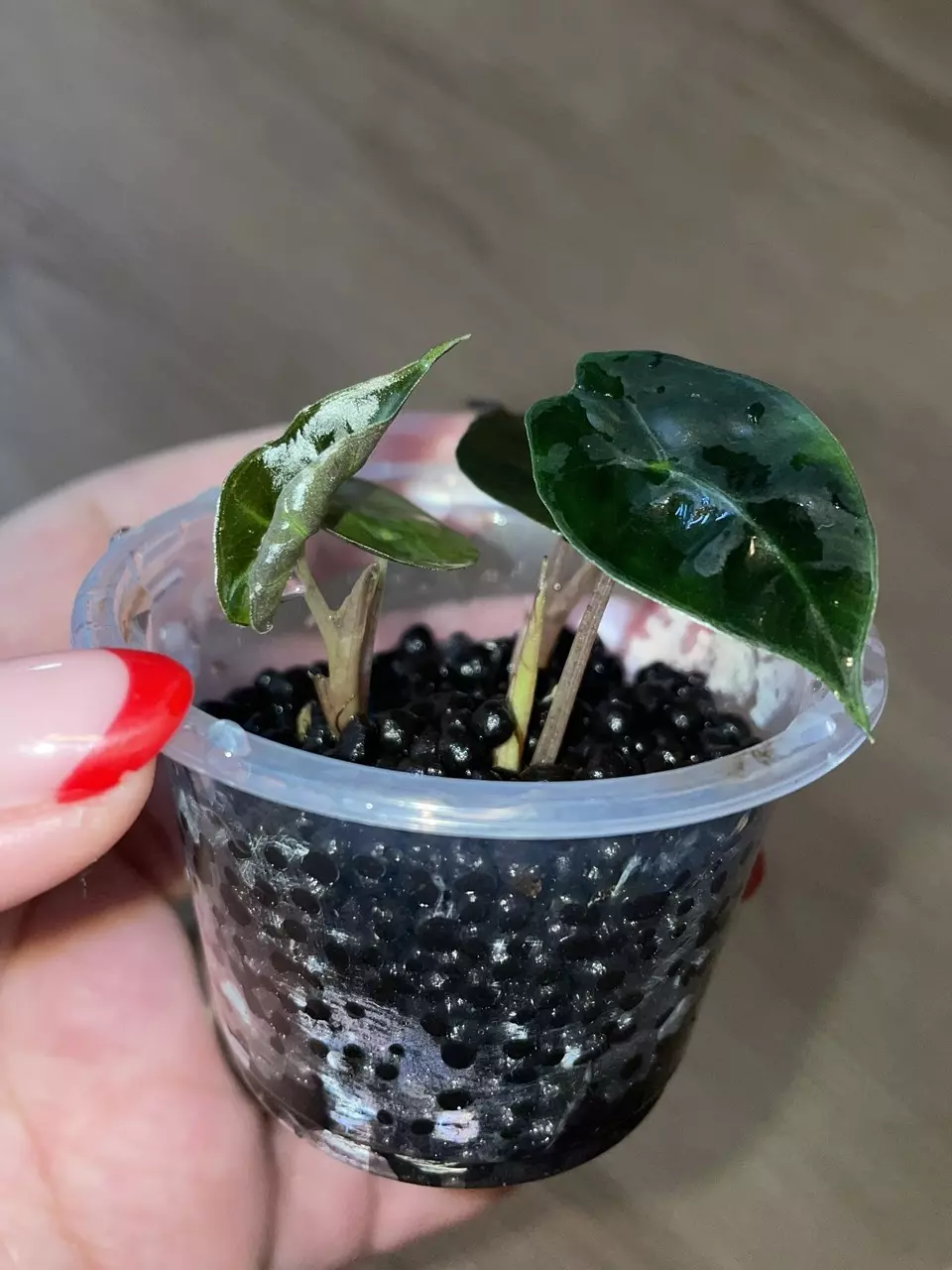 plant/Alocasia Pink Dragon-1