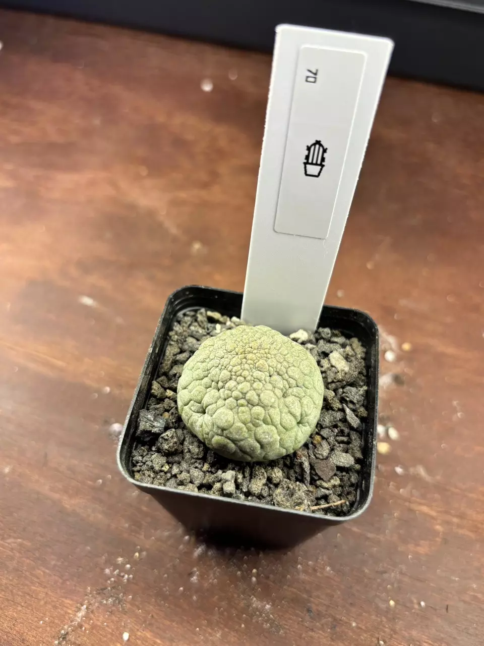 plant/Pseudolithos migiurtinus-0