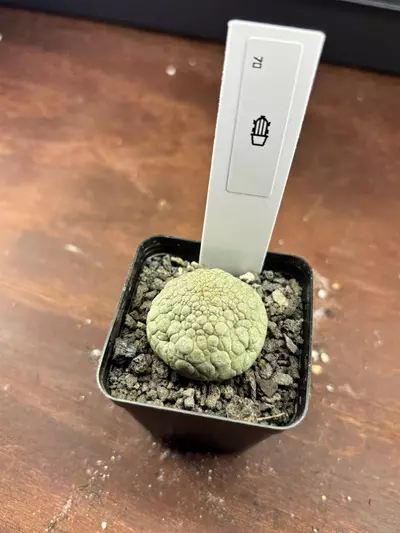 plant/Pseudolithos migiurtinus-0-thumbnail