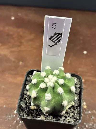 plant/Easter lily cactus-0-thumbnail