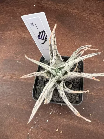 shipping_upgrade/Blizzard Aloe-2-thumbnail