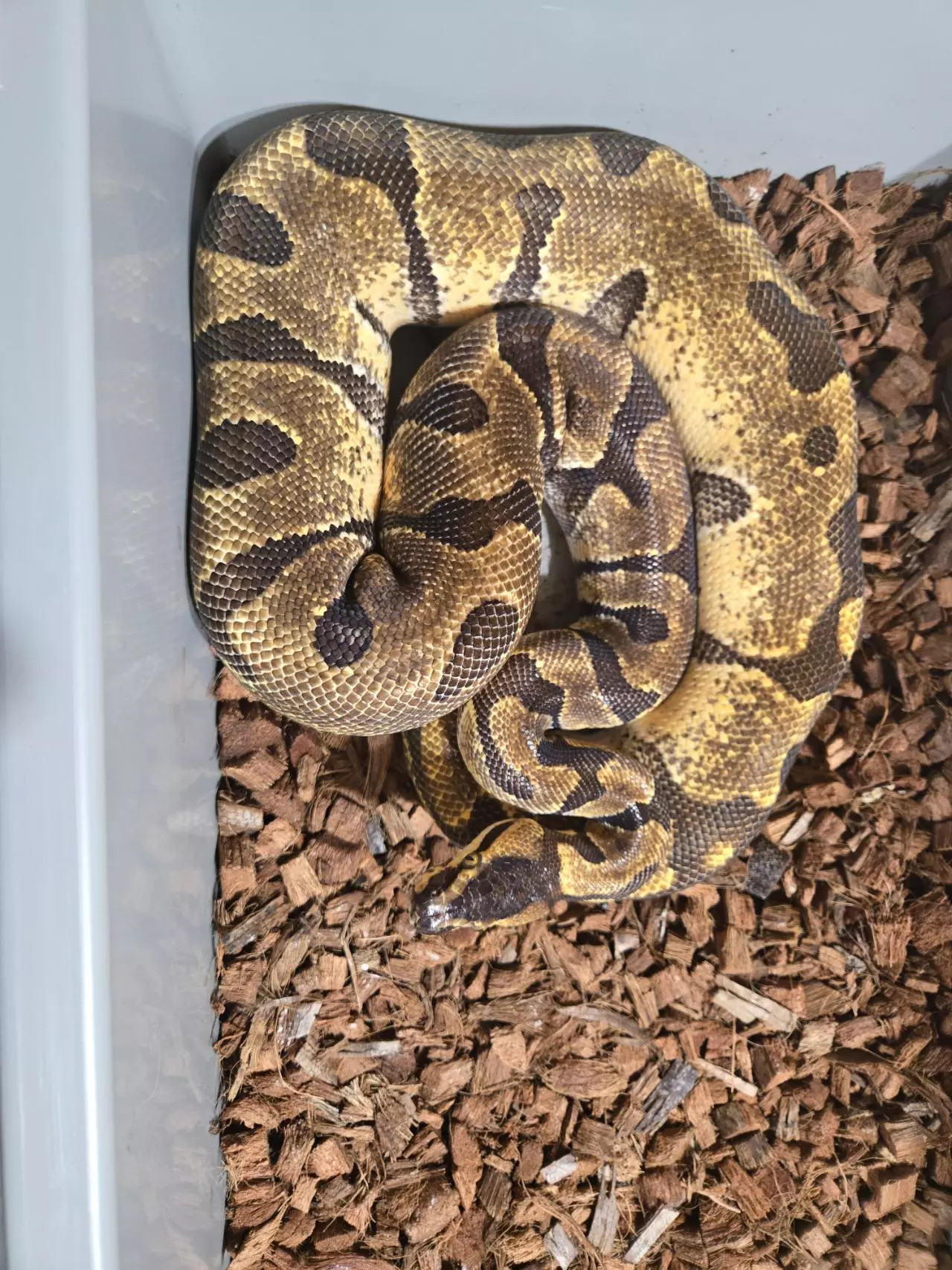 plant/Proven Enchi female-0