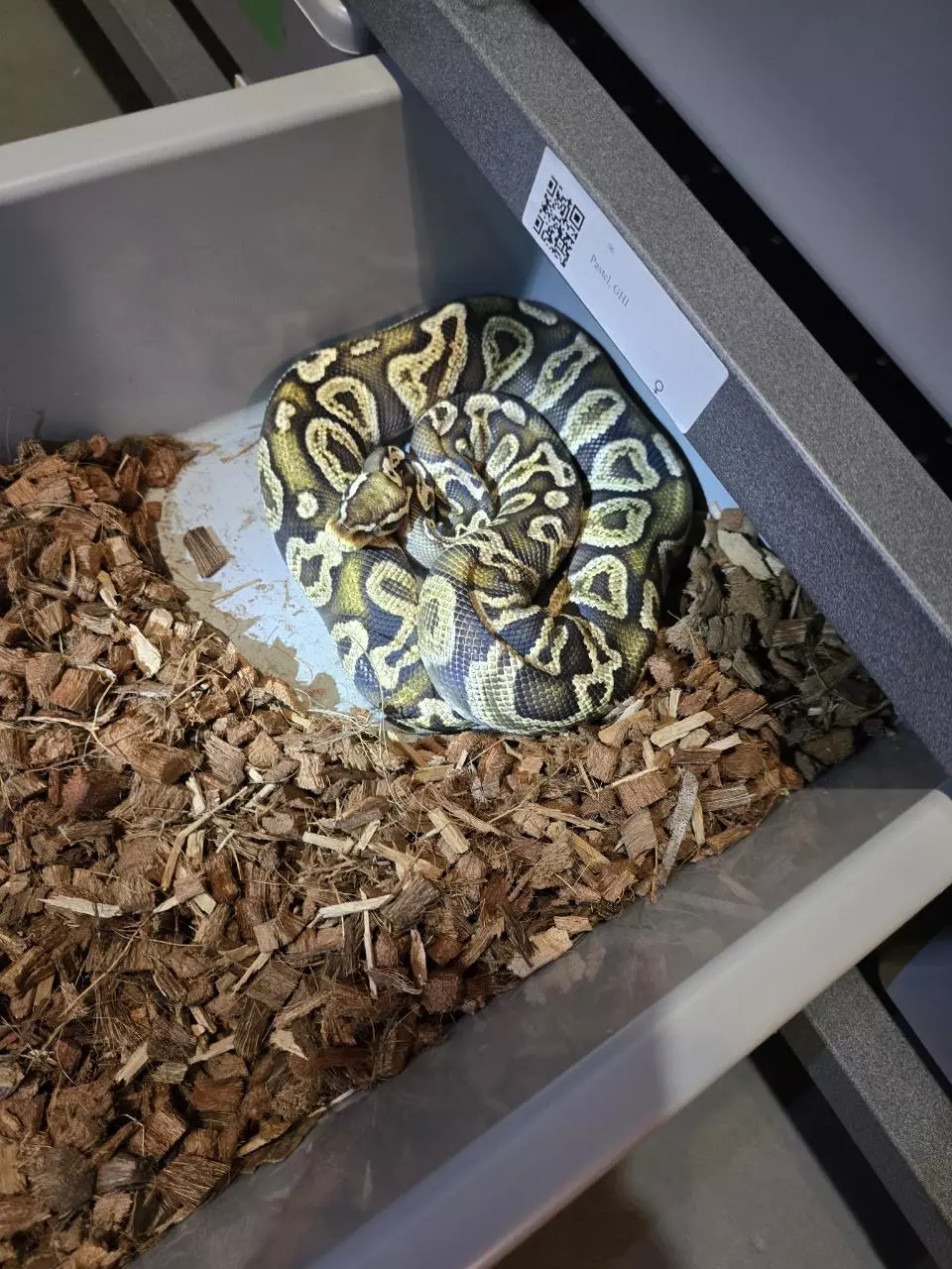 plant/Pastel ghi female-0