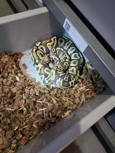 plant/Pastel ghi female-0-thumbnail