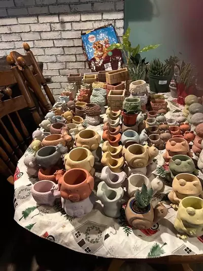 plant/Cute little pots all shapes designs and sizes-0-thumbnail