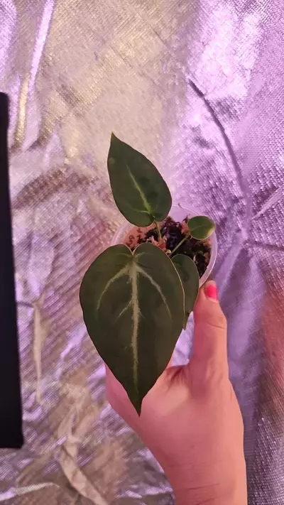 plant/(Clarinervium x Pterodactyl) x (Silver Blush x Subsignatum)-1-thumbnail