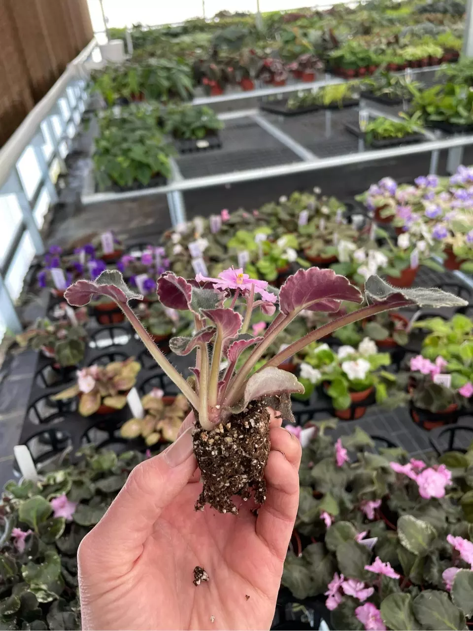 plant/Pink variegated wranglers Dixie celebration starter plant growers choice-4