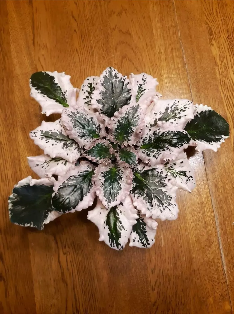 plant/Pink variegated wranglers Dixie celebration starter plant growers choice-0
