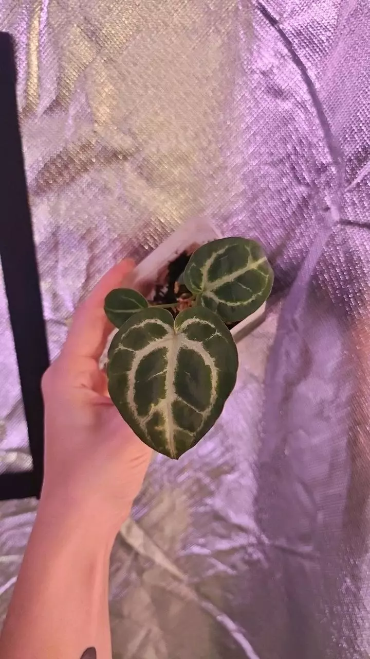 plant/SKG Gray x Silver Blush-3