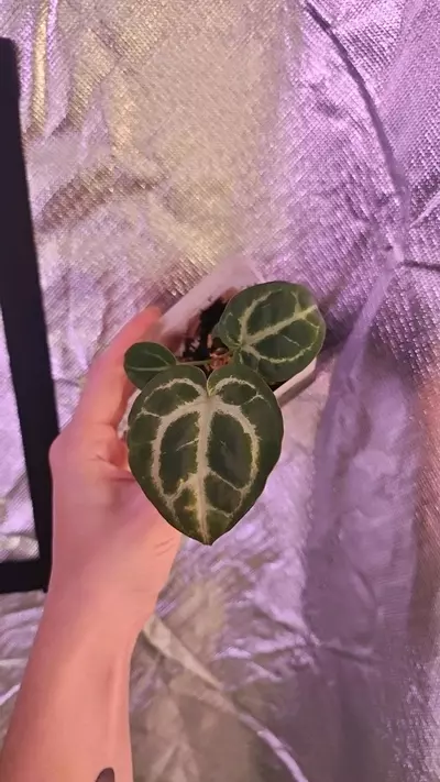 plant/SKG Gray x Silver Blush-3-thumbnail