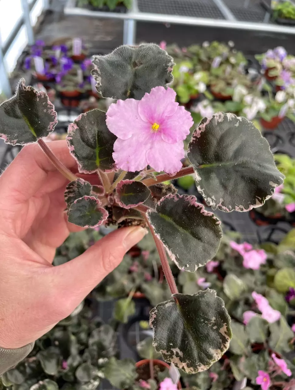 plant/Pink variegated wranglers Dixie celebration starter plant growers choice-1