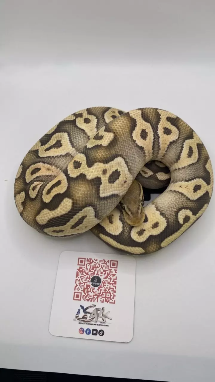 plant/Mojave orange ghost ball python FEMALE-0