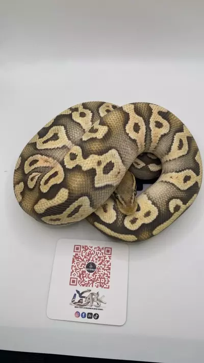 plant/Mojave orange ghost ball python FEMALE-0-thumbnail