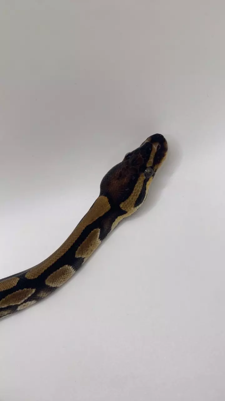 plant/Normal ball python HET pie bald FEMALE-2