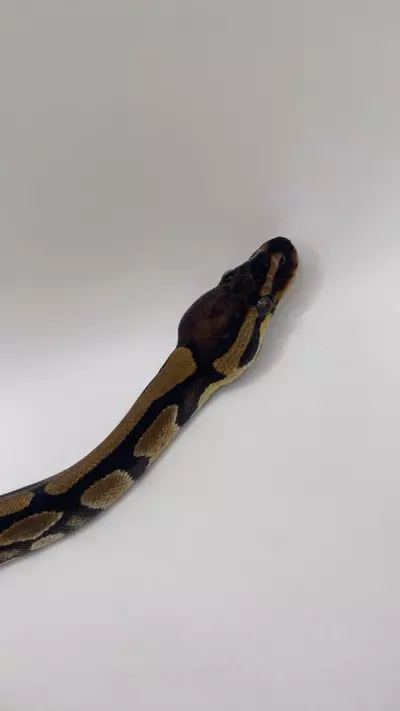 plant/Normal ball python HET pie bald FEMALE-2-thumbnail