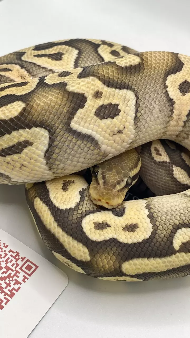 plant/Mojave orange ghost ball python FEMALE-1