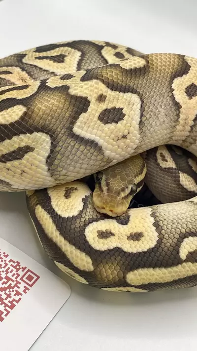 plant/Mojave orange ghost ball python FEMALE-1-thumbnail