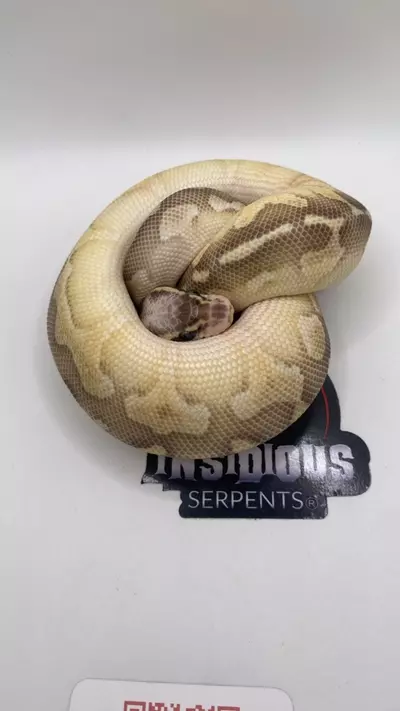 plant/Super Pastel Lesser ball python FEMALE-0-thumbnail