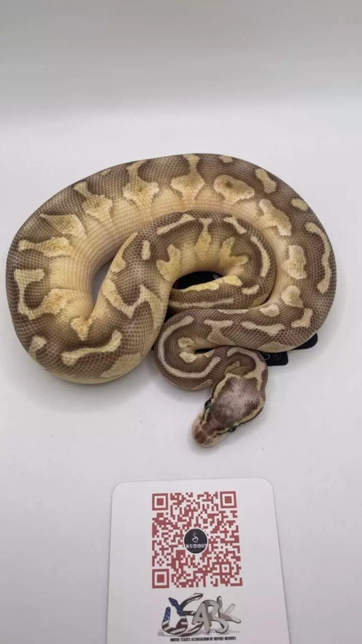 plant/Super Pastel Lesser ball python FEMALE-3