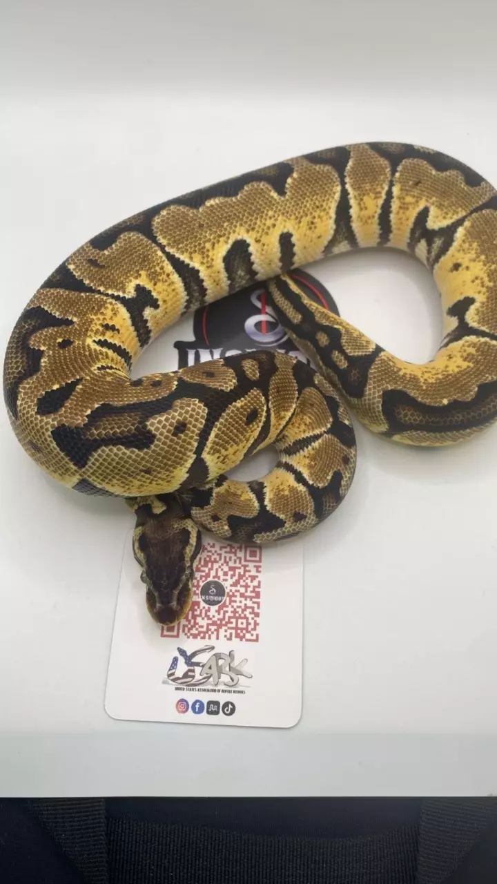 plant/Pastel ball python female-1
