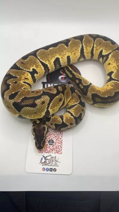 plant/Pastel ball python female-1-thumbnail