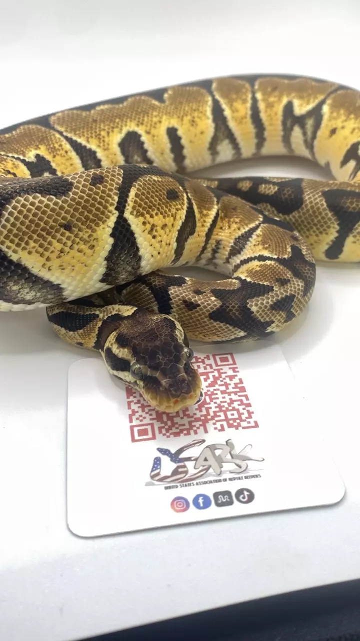 plant/Pastel ball python female-2