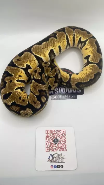 plant/Pastel ball python female-0-thumbnail