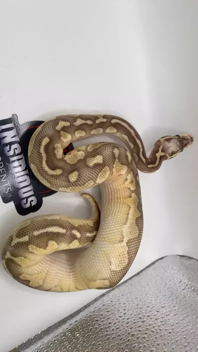 plant/Super Pastel Lesser ball python FEMALE-1-thumbnail
