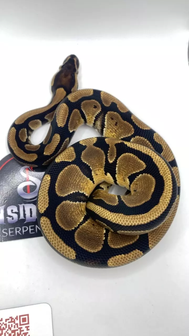 plant/Normal ball python HET pie bald FEMALE-1