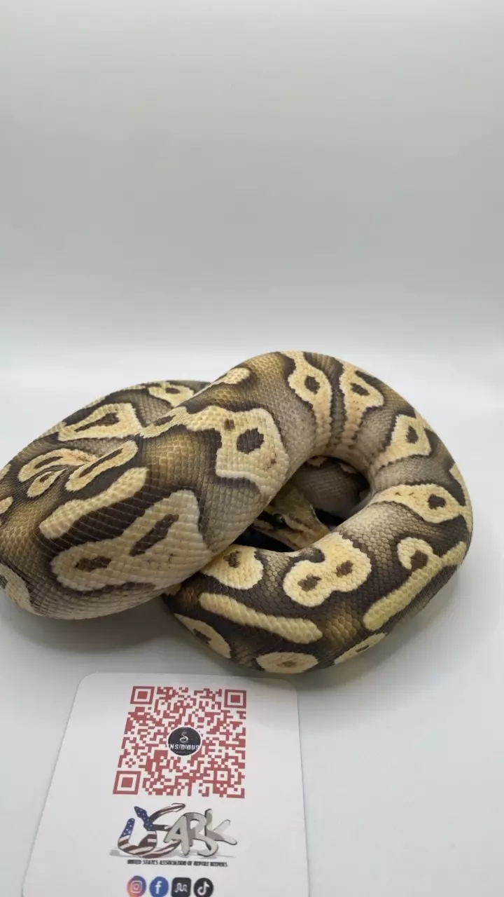 plant/Mojave orange ghost ball python FEMALE-2