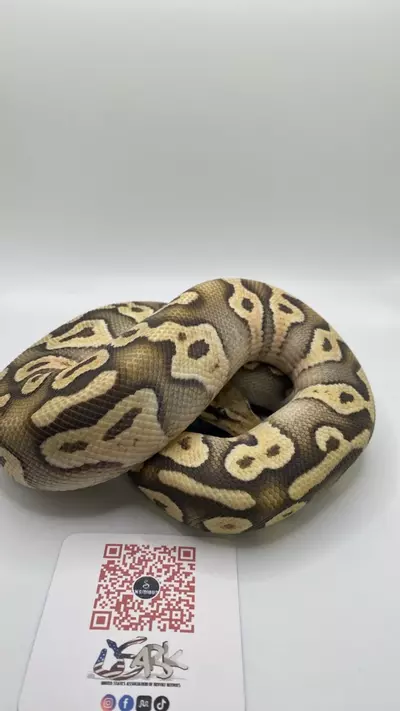 plant/Mojave orange ghost ball python FEMALE-2-thumbnail