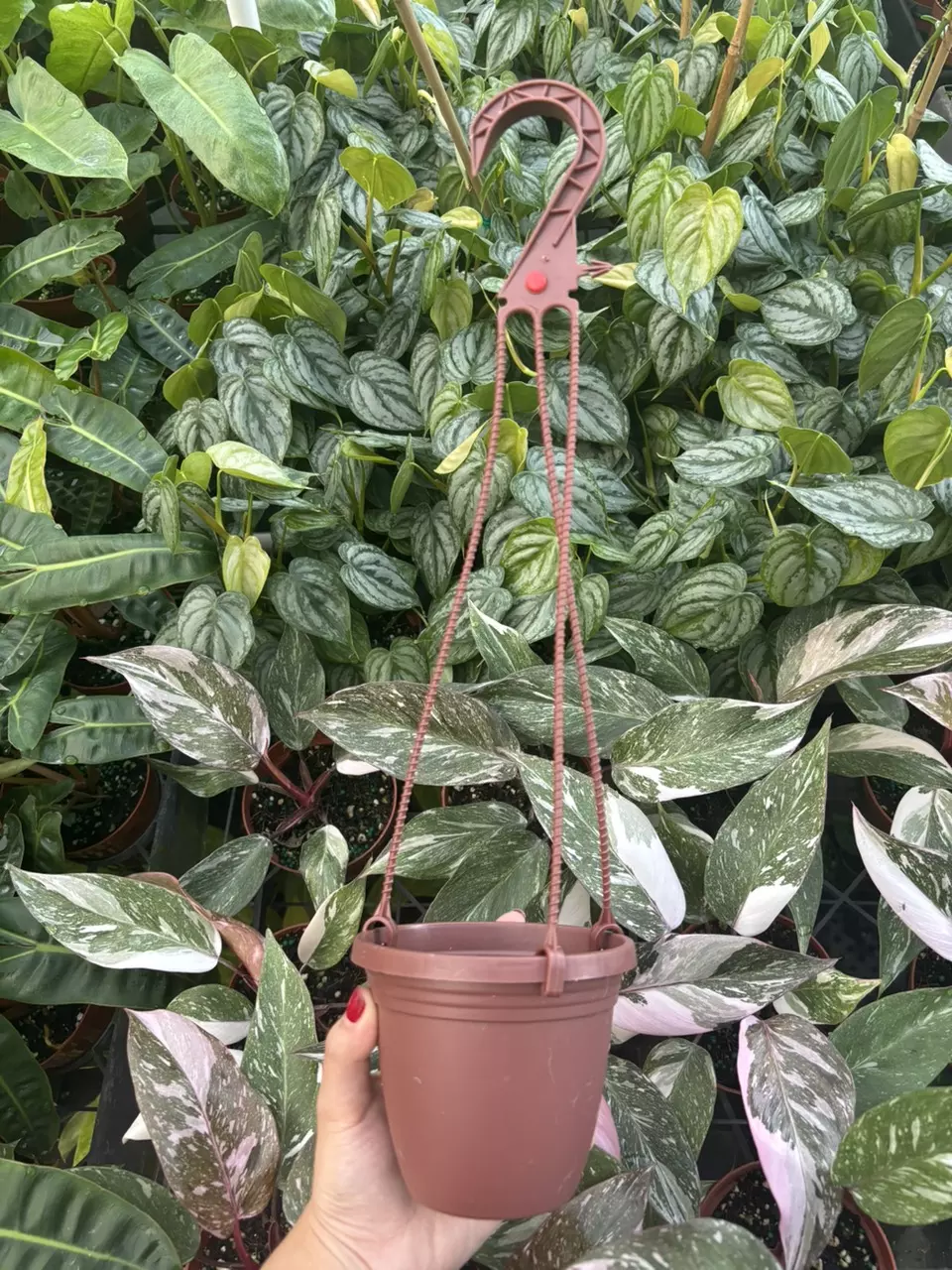 plant/4” Hanging Pot (1)-0