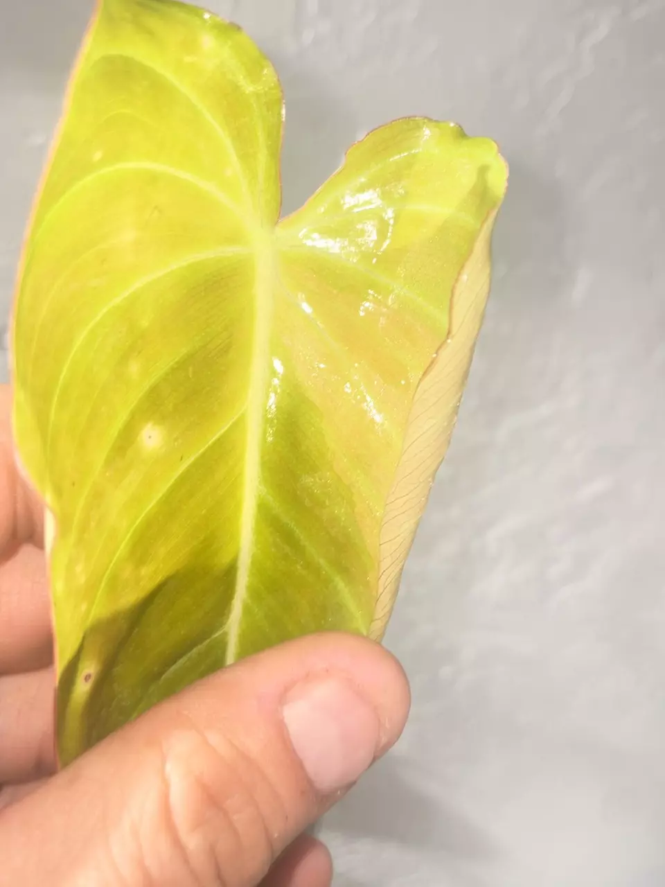 plant/Philodendron Glorious Sport Variegated-4