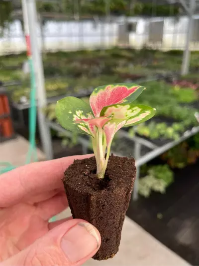 plant/Aglaonema suksom starter plant growers choice EE1-4-thumbnail