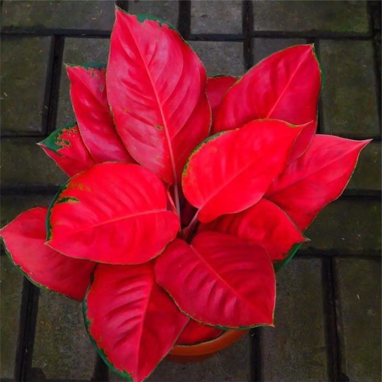 plant/Aglaonema suksom starter plant growers choice EE1-0