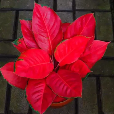 plant/Aglaonema suksom starter plant growers choice EE1-0-thumbnail