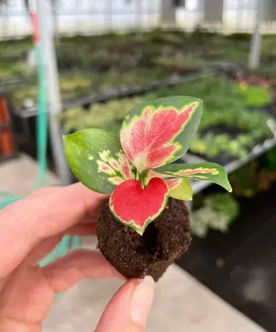 plant/Aglaonema suksom starter plant growers choice EE1-2-thumbnail