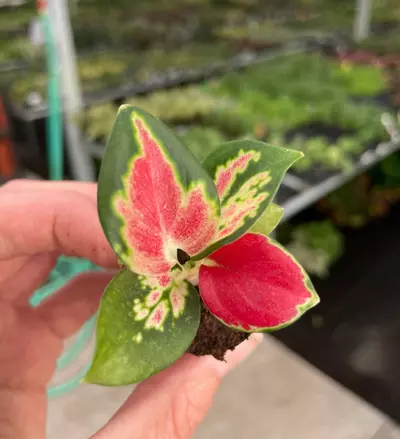 plant/Aglaonema suksom starter plant growers choice EE1-3-thumbnail