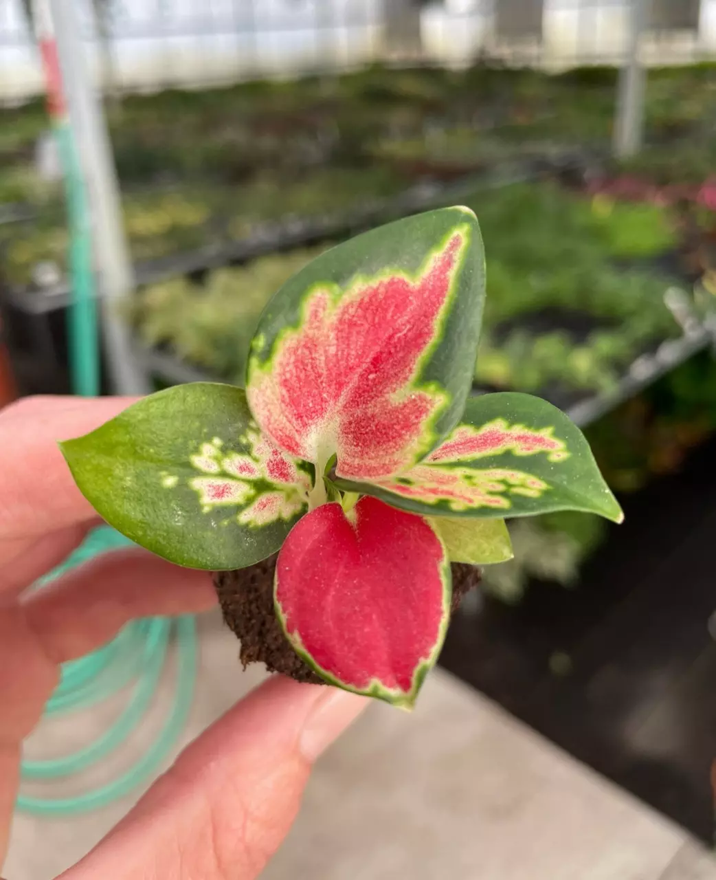 plant/Aglaonema suksom starter plant growers choice EE1-1