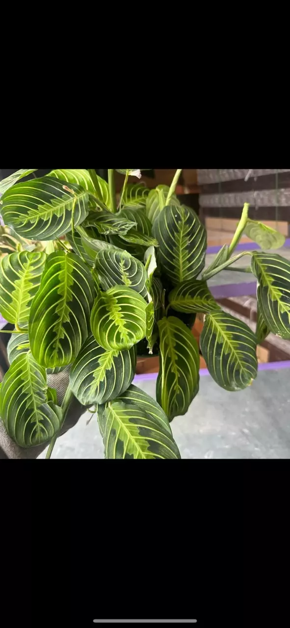 plant/6” Lemon Maranta, live plant, indoor plant-0