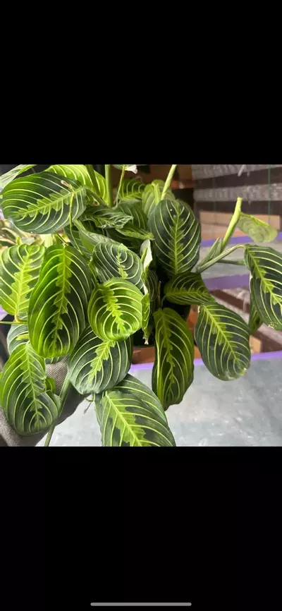 plant/6” Lemon Maranta, live plant, indoor plant-0-thumbnail