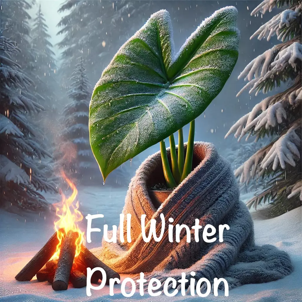 plant/Full winter protection-0