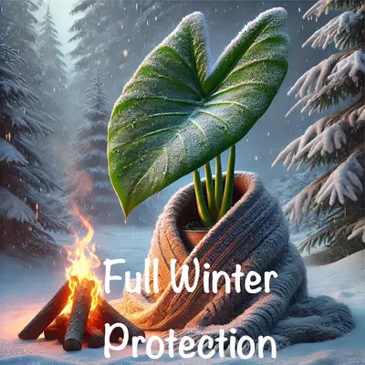 plant/Full winter protection-0-thumbnail